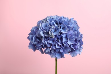 Photo of Delicate blue hortensia flowers on pink background