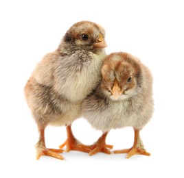 Photo of Two cute chicks isolated on white. Baby animals
