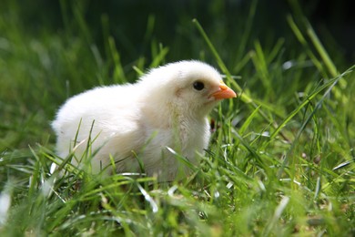 Cute chick on green grass outdoors, closeup. Baby animal