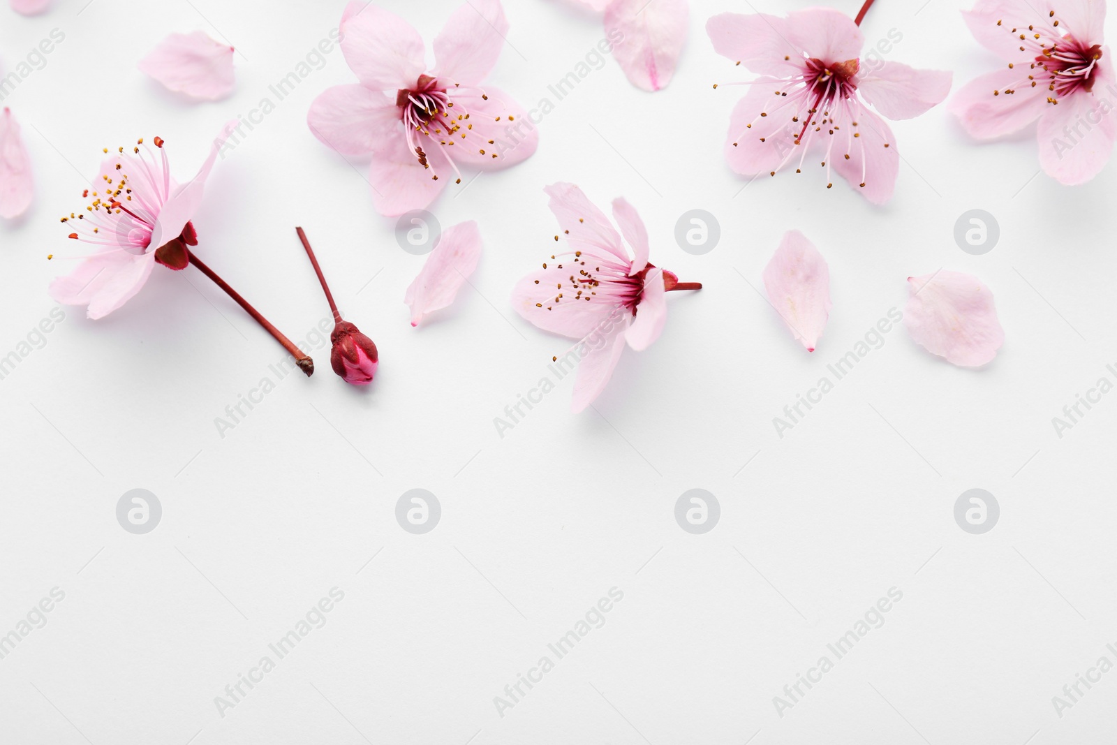 Photo of Beautiful spring tree blossoms and petals on white background, flat lay. Space for text