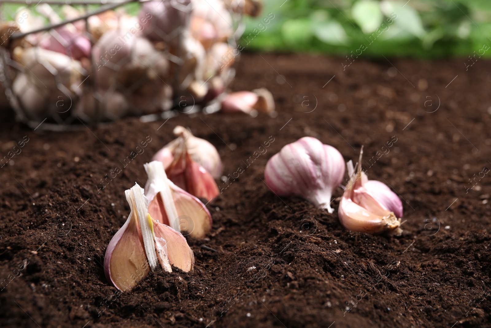 Photo of Cloves of garlic in fertile soil. Vegetable planting