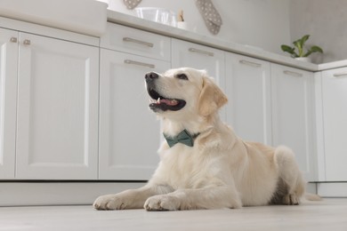 Cute Labrador Retriever with stylish bow tie indoors