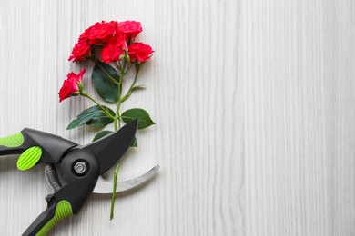 Secateur and beautiful red roses on wooden table, flat lay. Space for text