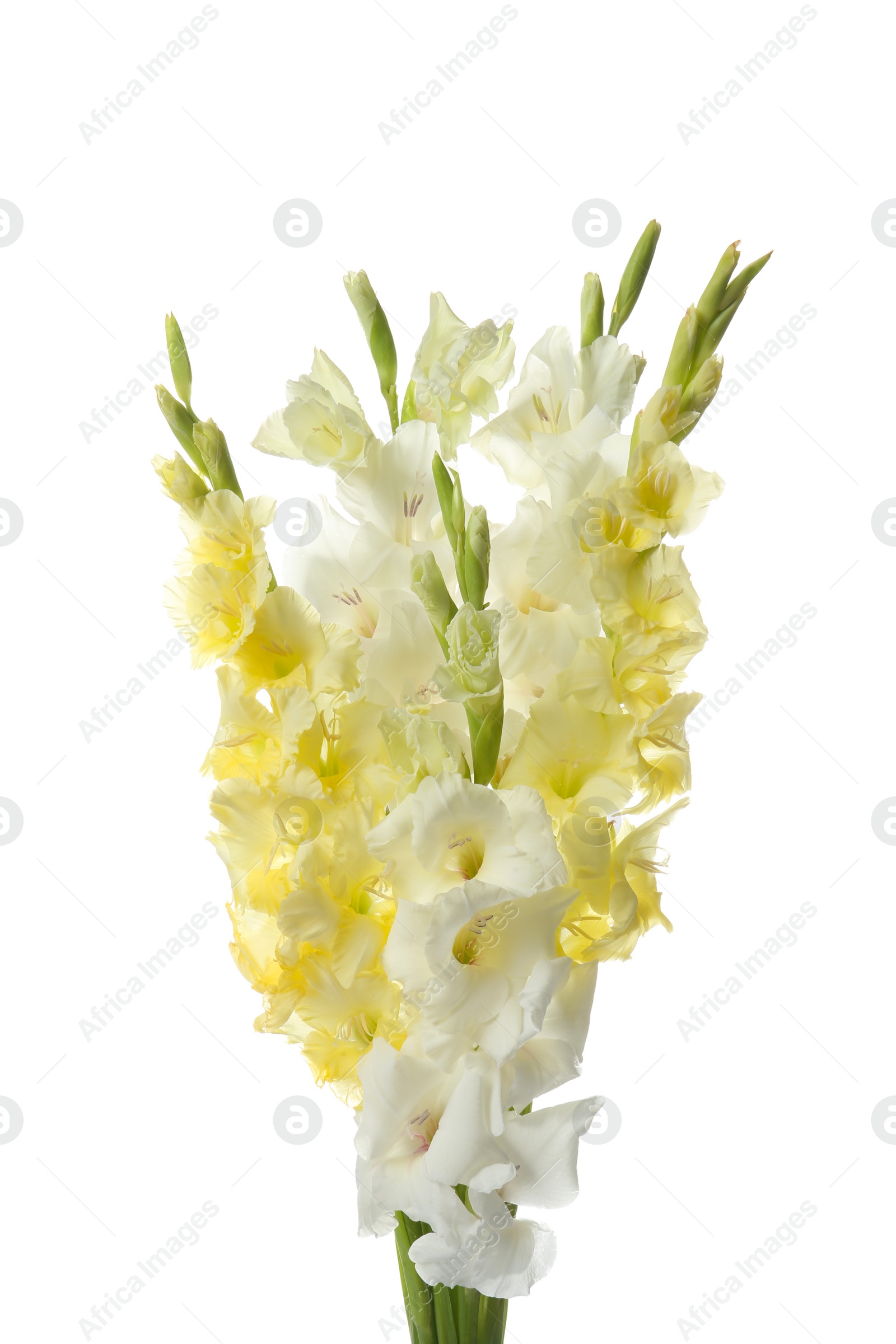 Photo of Beautiful gladiolus flowers on white background