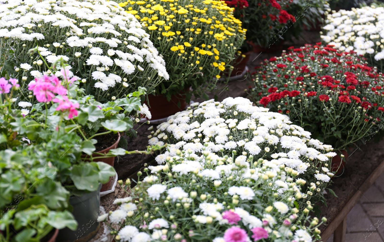 Photo of Assortment of beautiful blooming chrysanthemum flowers on shelves