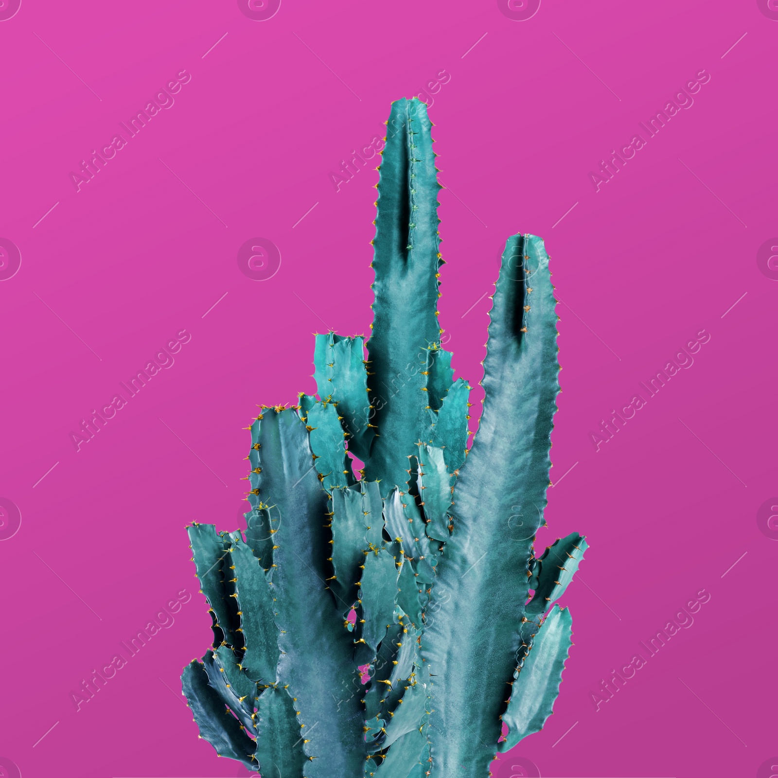 Image of Beautiful cactuses on pink background. Creative design