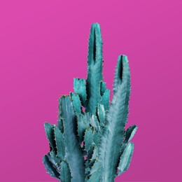 Image of Beautiful cactuses on pink background. Creative design