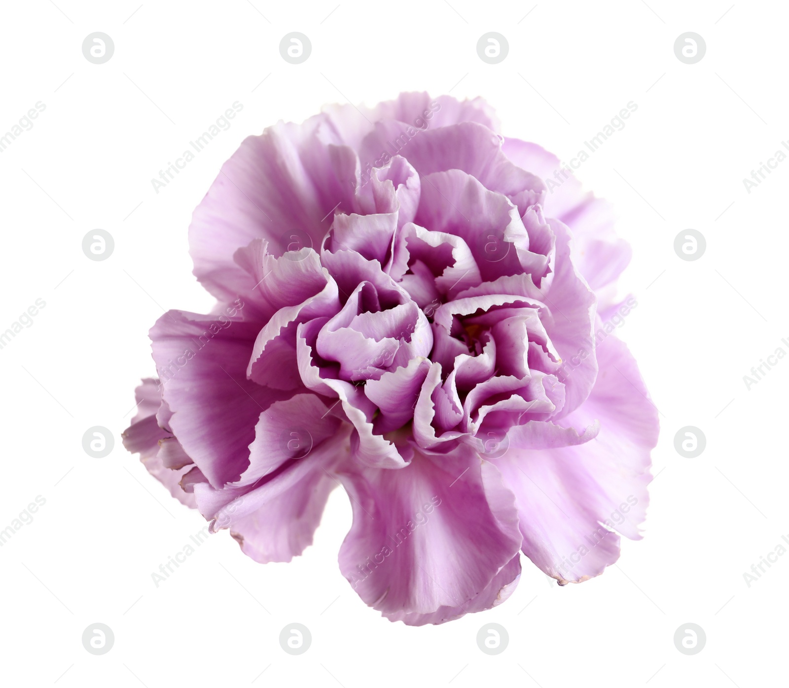 Photo of Beautiful blooming violet carnation on white background