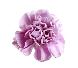 Photo of Beautiful blooming violet carnation on white background