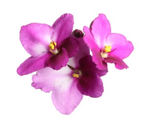 Photo of Pink violet flowers isolated on white. Delicate house plant