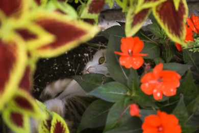 Photo of Stray cat in beautiful flowers outdoors. Homeless animal