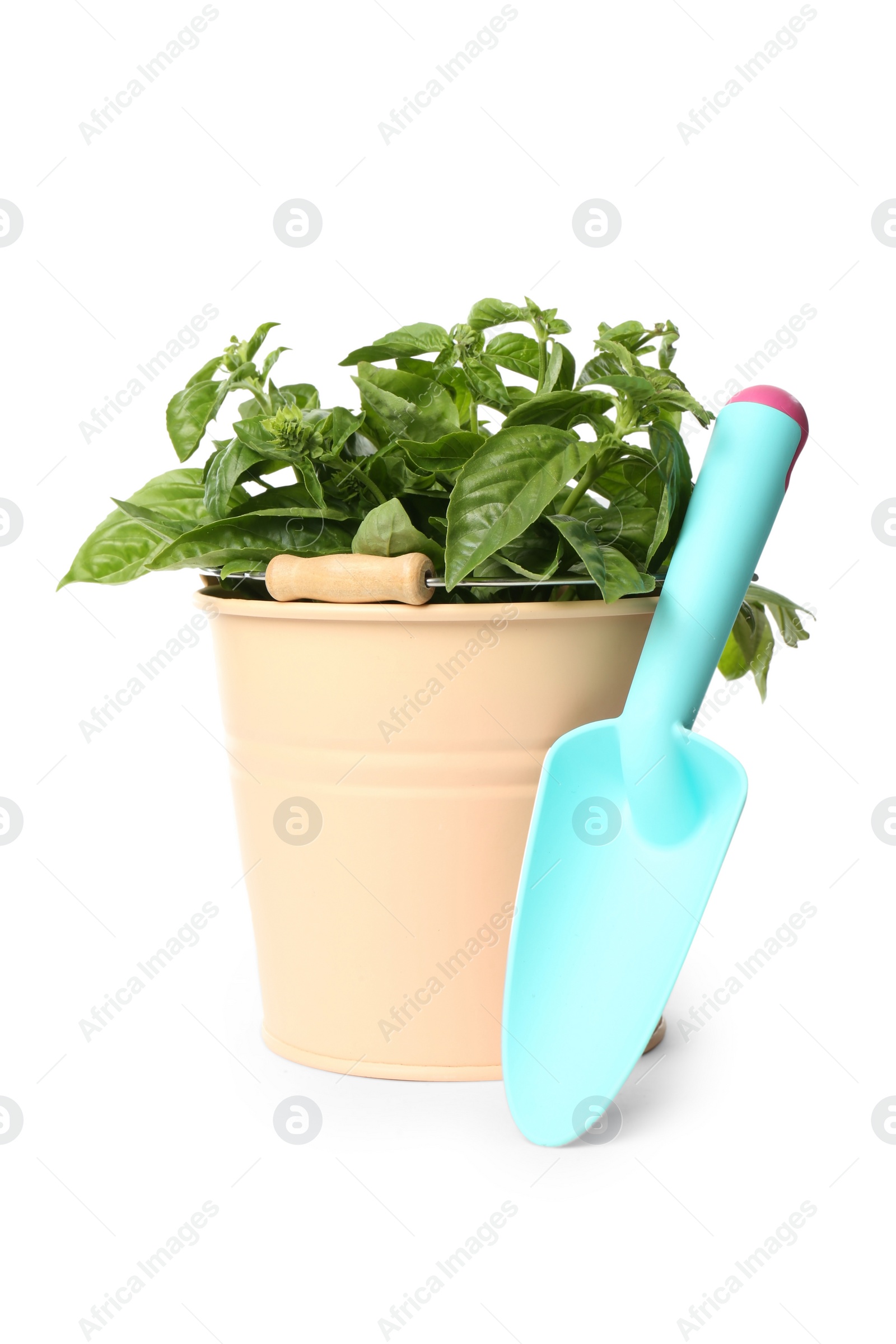 Photo of Green basil in bucket and garden trowel on white background