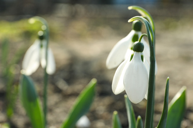 Photo of Beautiful blooming snowdrops in garden, closeup. First flowers