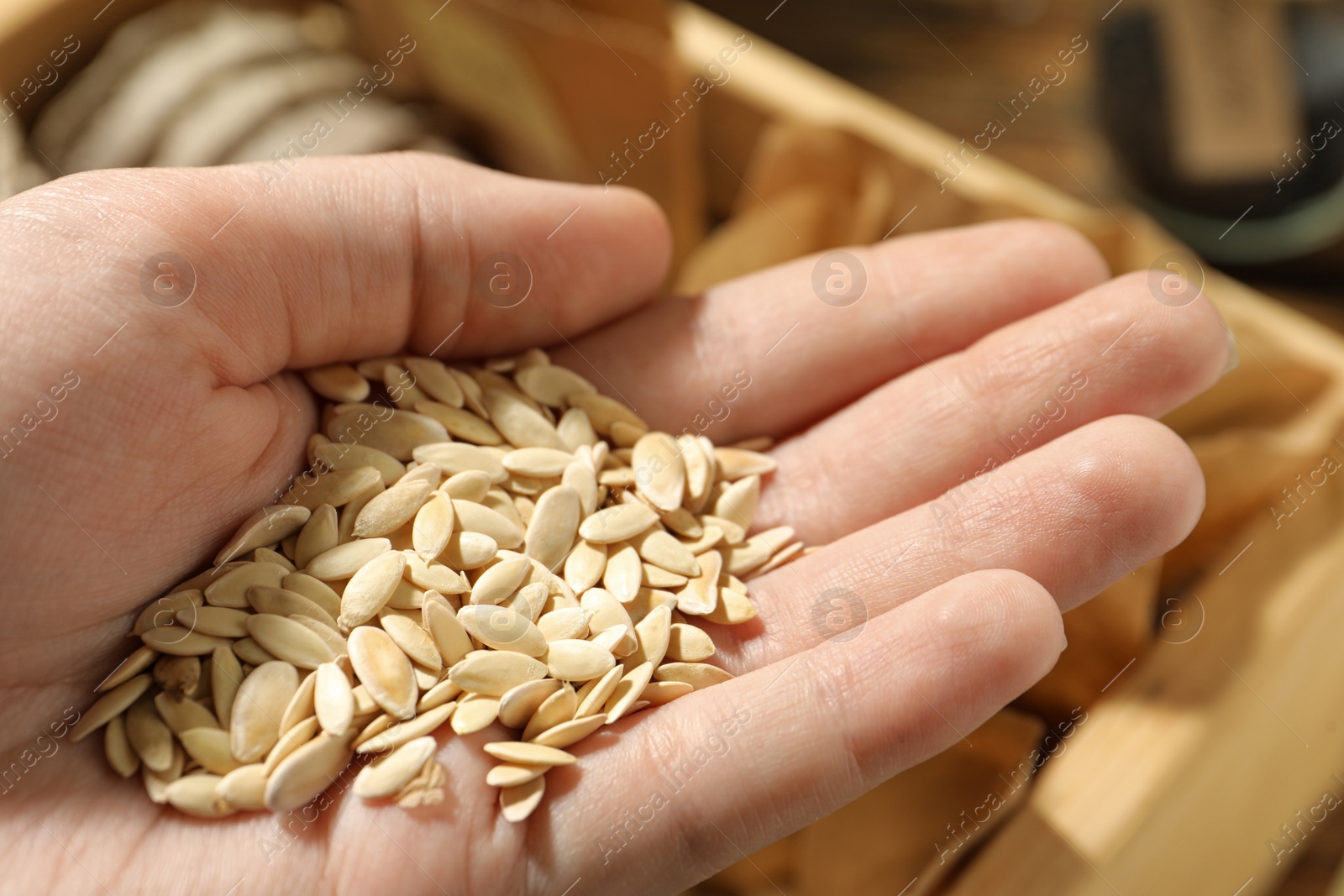 Photo of Woman holding pile of cucumber seeds, closeup. Vegetable planting