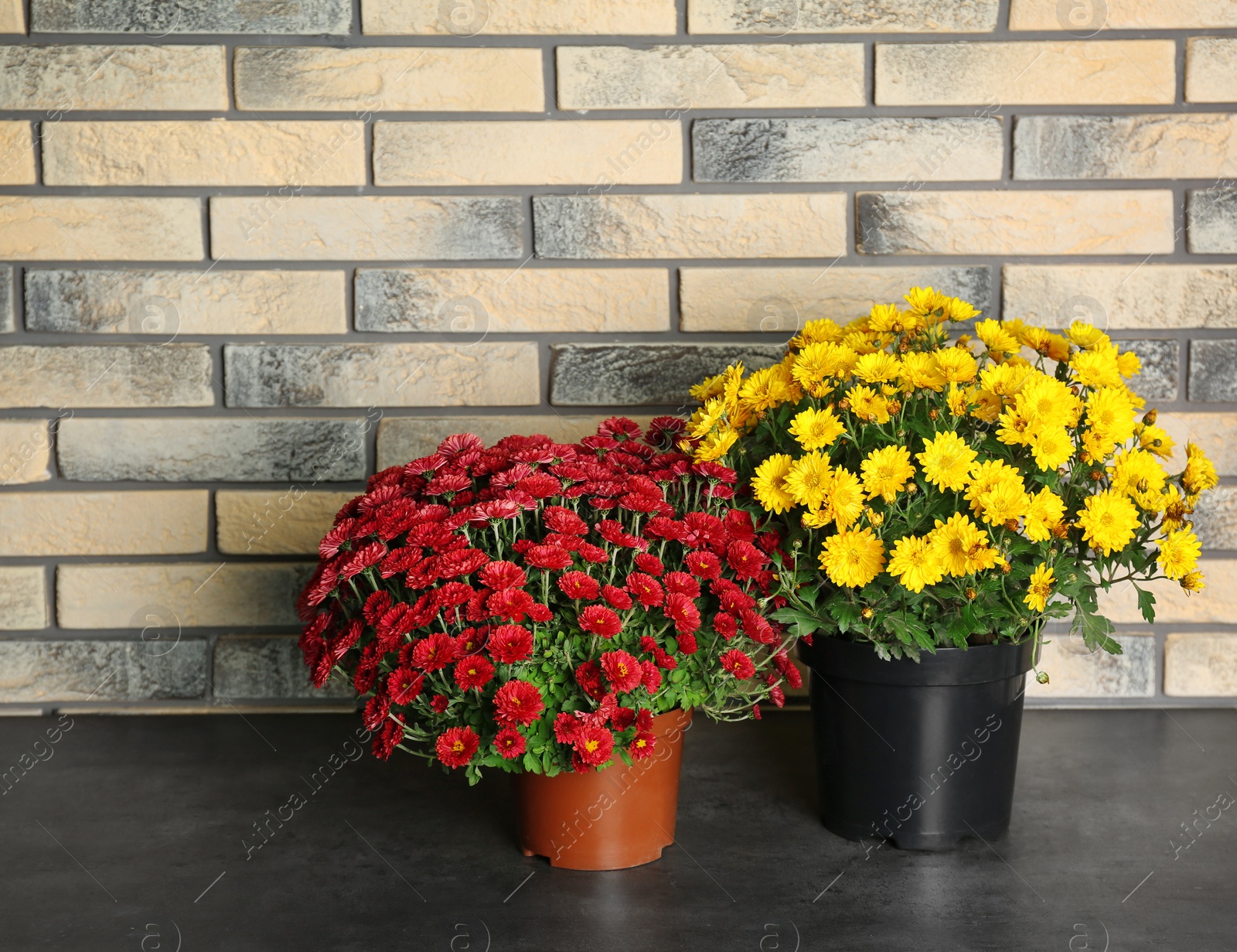 Photo of Beautiful potted chrysanthemum flowers on table near brick wall