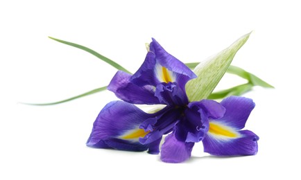 Photo of Beautiful violet iris flower isolated on white