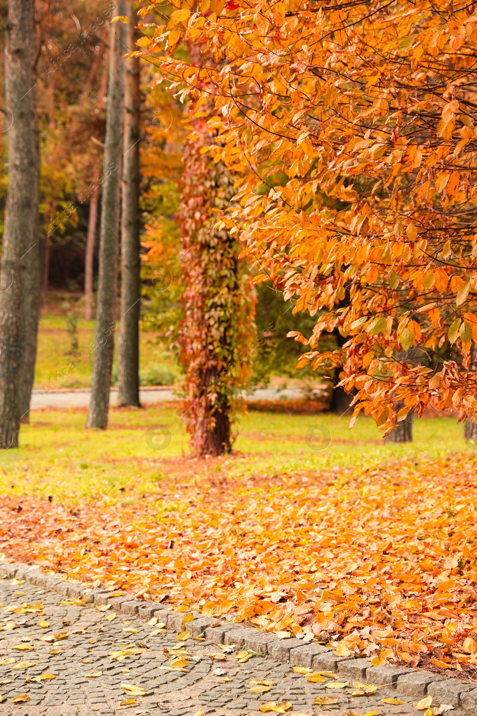 Photo of Beautiful view of park with trees on autumn day