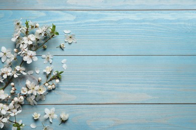 Photo of Blossoming spring tree branch as border on light blue wooden background, flat lay. Space for text