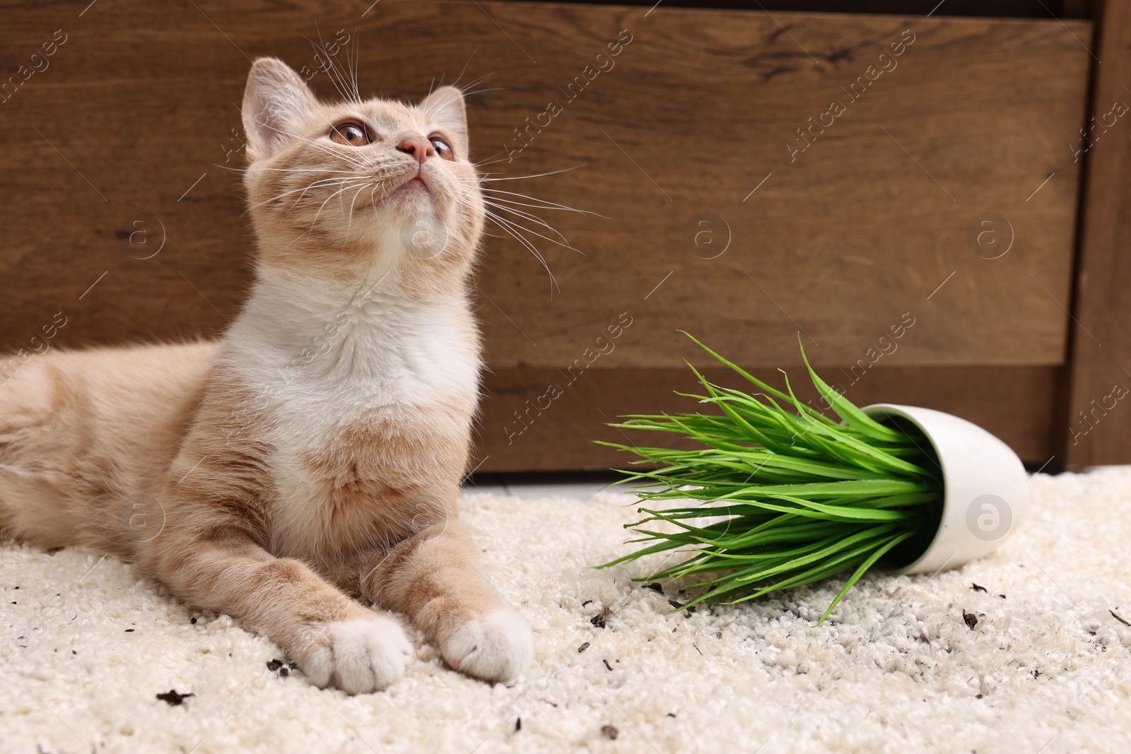 Photo of Cute ginger cat near overturned houseplant on carpet at home