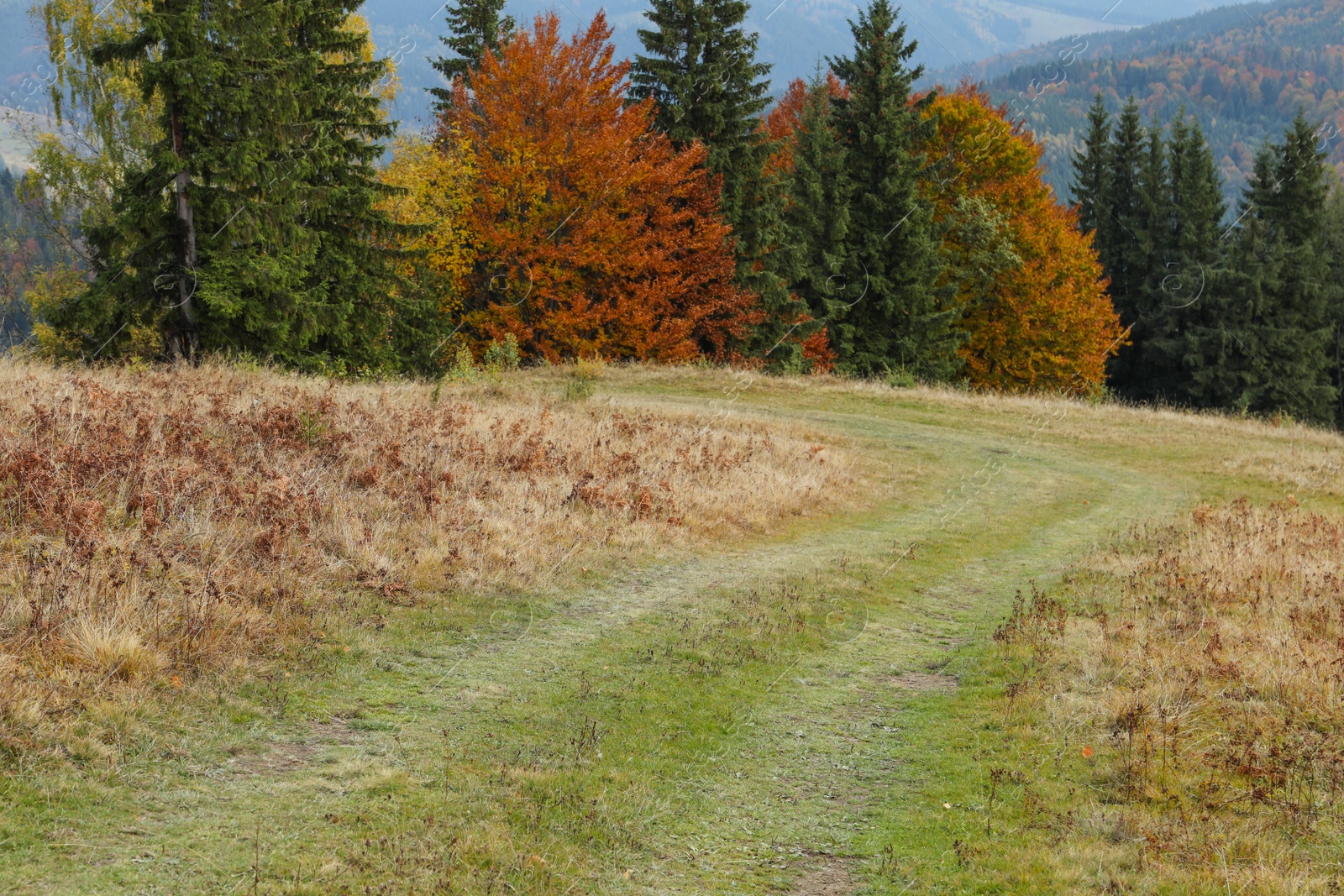 Photo of Beautiful view of pathway near mountain trees in autumn