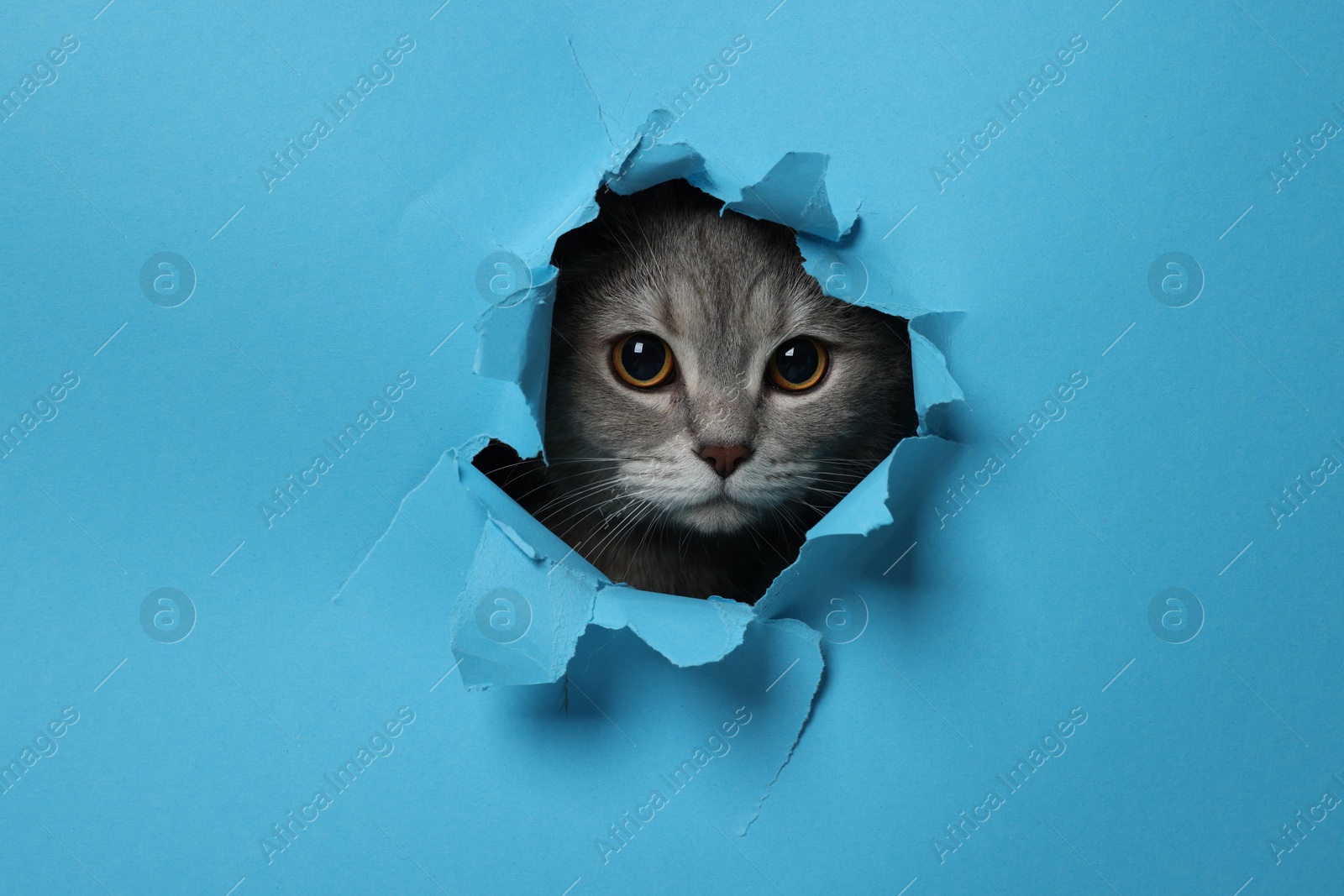 Photo of Cute grey cat peeking out hole in light blue paper