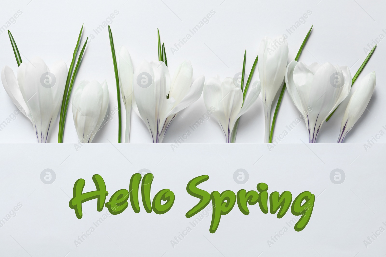 Image of Hello Spring. Beautiful crocus flowers on white background