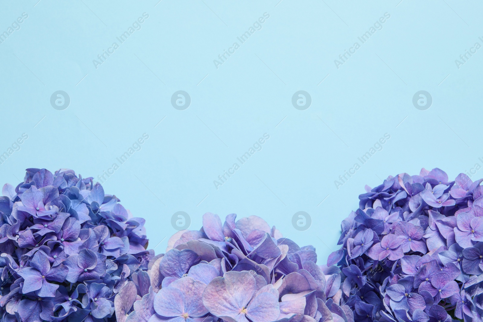 Photo of Beautiful hortensia flowers on light blue background, flat lay. Space for text