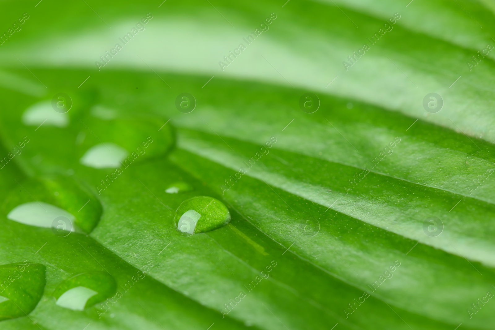 Photo of Macro view of water drops on green leaf