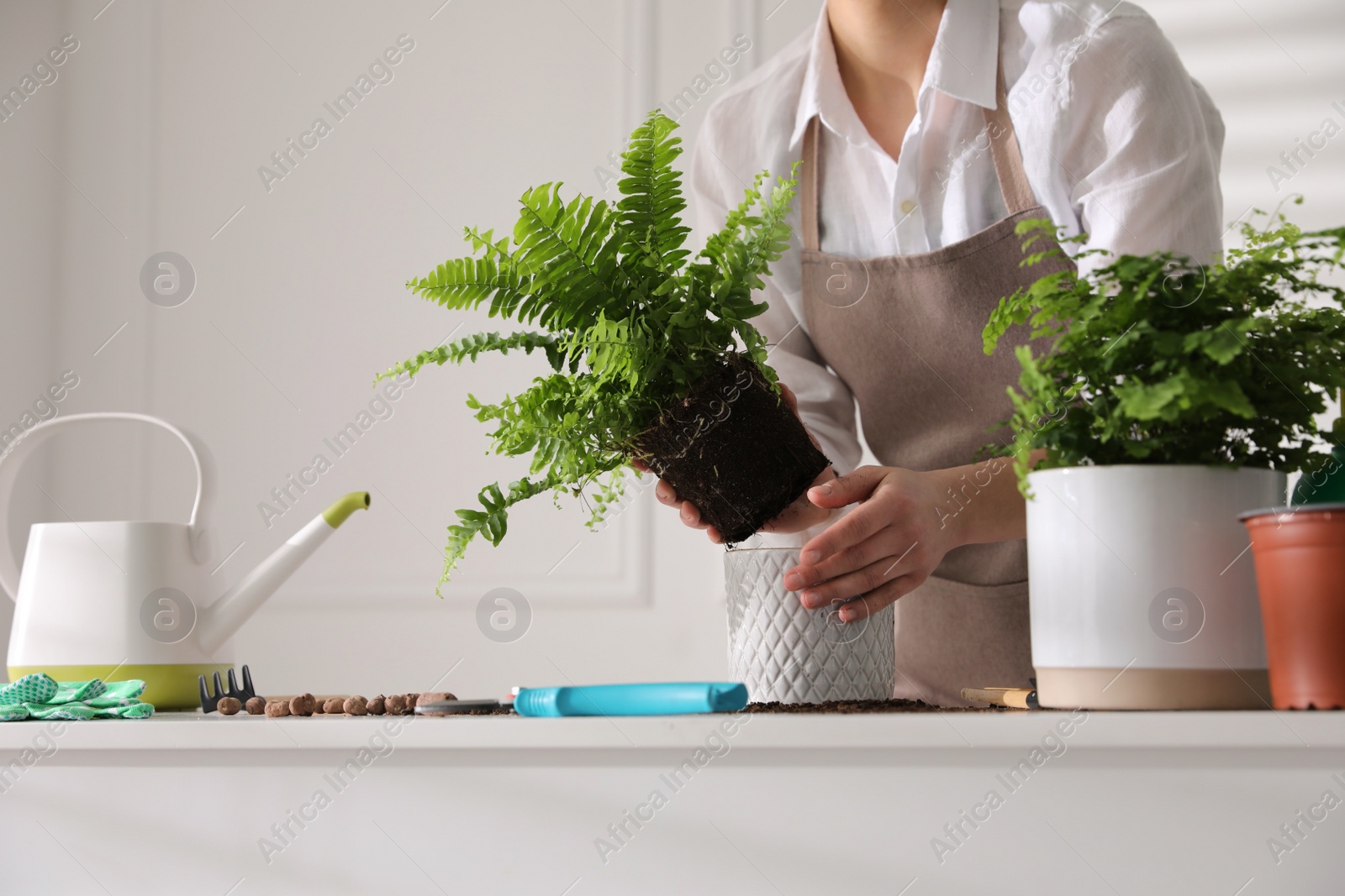 Photo of Woman planting fern at white table indoors, closeup