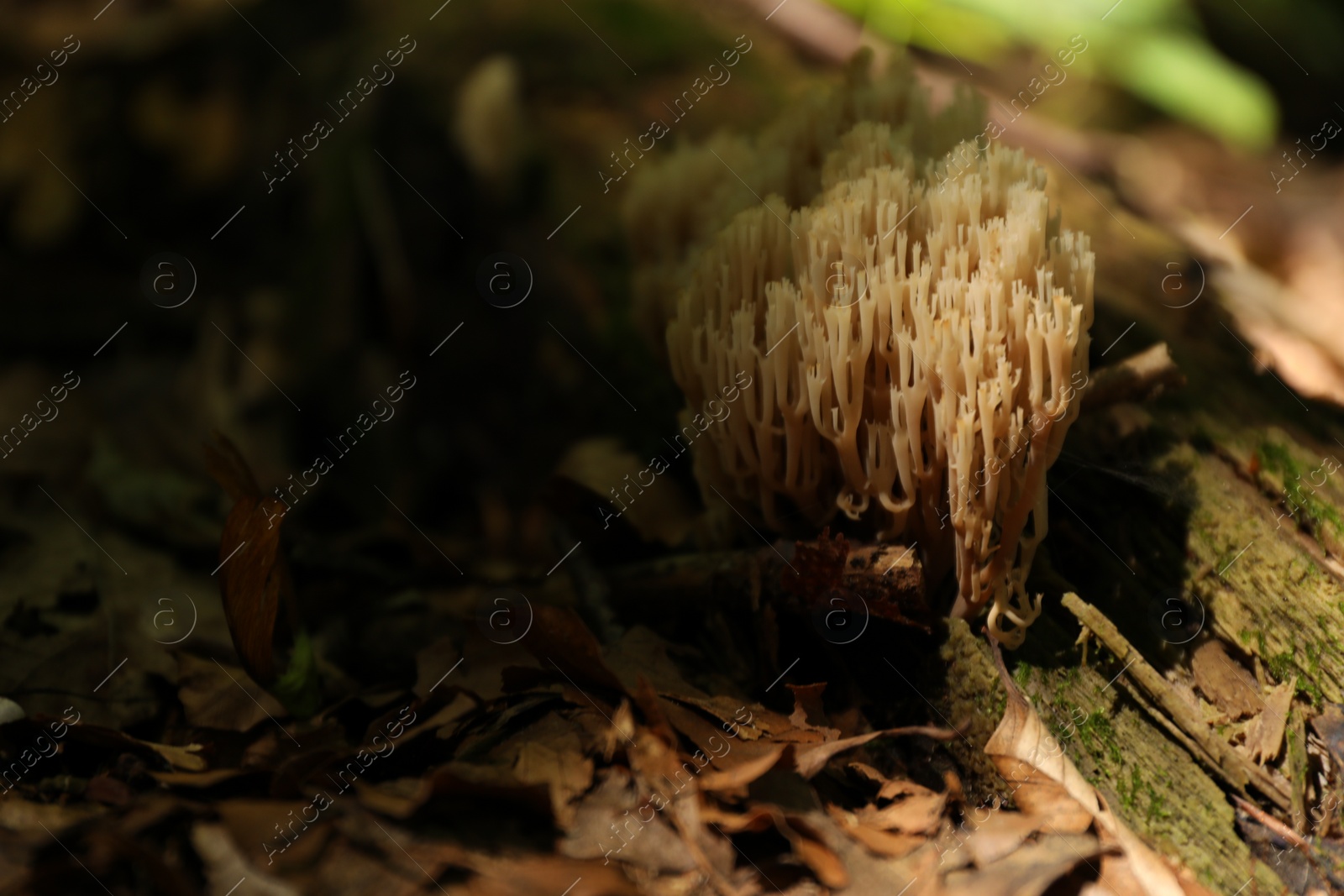 Photo of Mushrooms growing on tree trunk in forest. Space for text