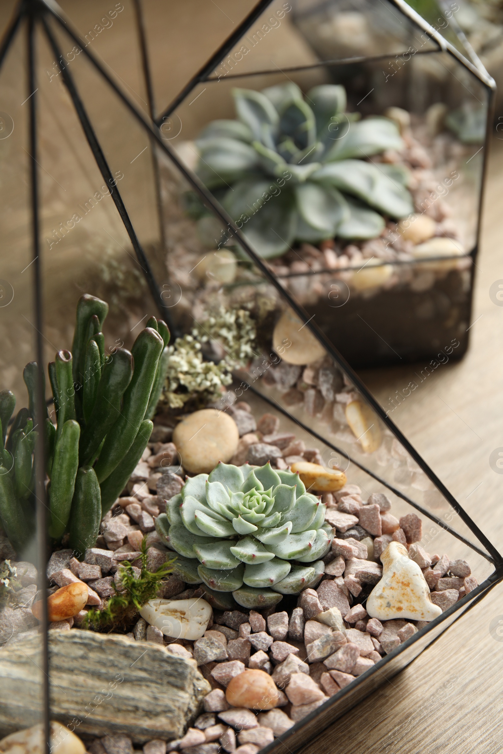 Photo of Glass florarium vases with succulents on wooden table, closeup