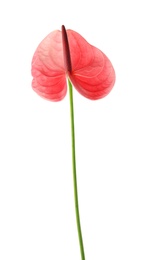 Beautiful pink anthurium flower on white background. Tropical plant