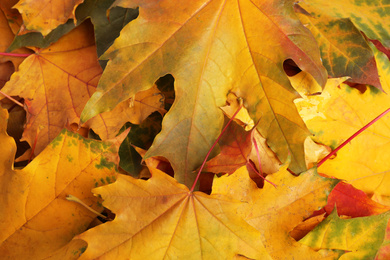 Photo of Beautiful golden autumn leaves as background, top view