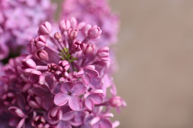 Photo of Beautiful blooming lilac flowers against blurred background, closeup. Space for text
