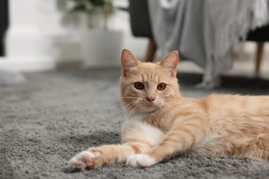 Photo of Cute ginger cat lying on grey carpet at home. Space for text