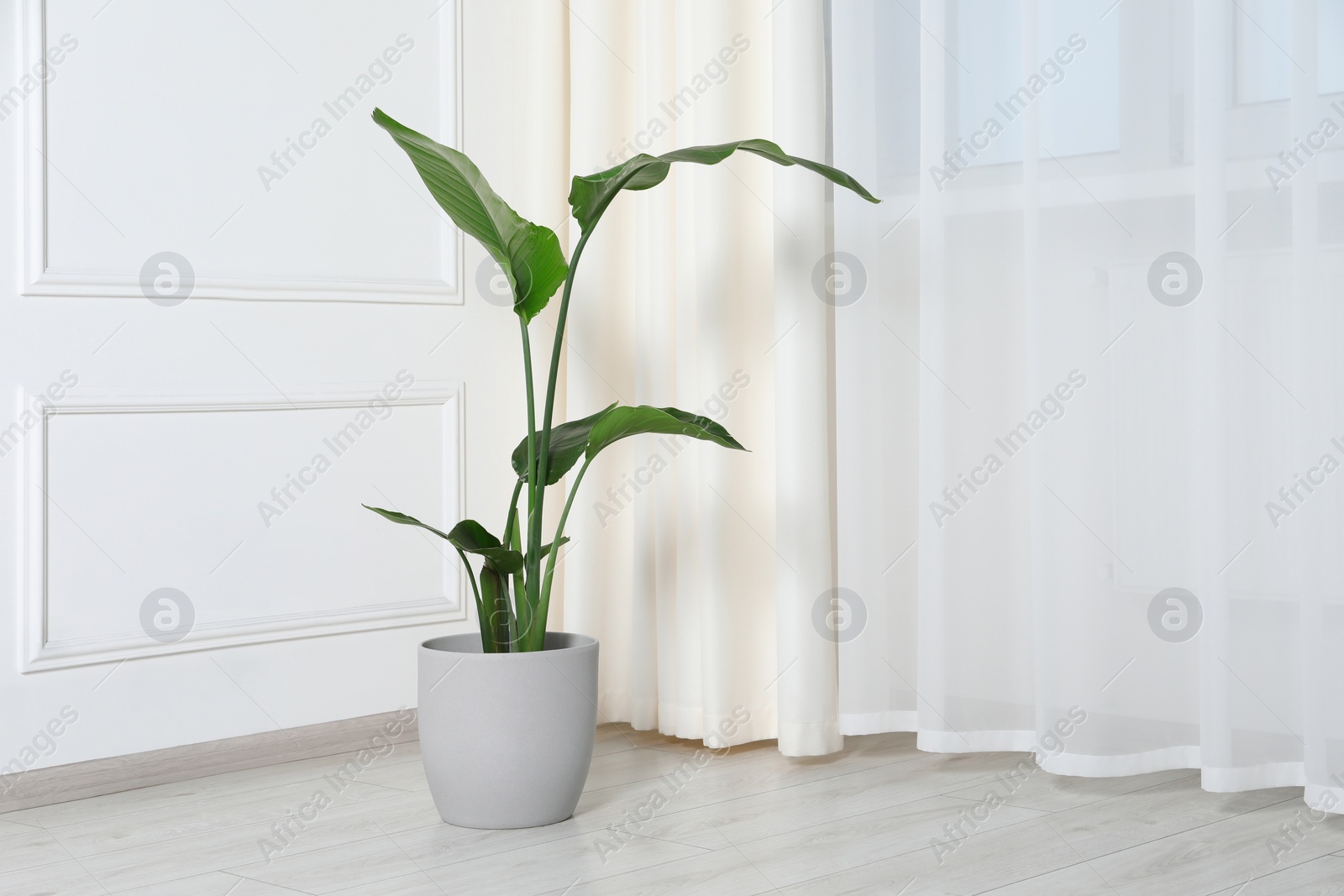 Photo of Potted strelitzia on floor indoors, space for text. Beautiful houseplant