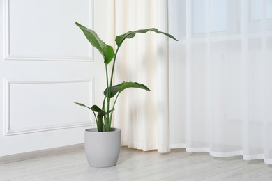 Photo of Potted strelitzia on floor indoors, space for text. Beautiful houseplant