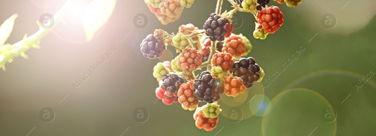 Image of Branch with ripening blackberries on blurred background, closeup. Banner design