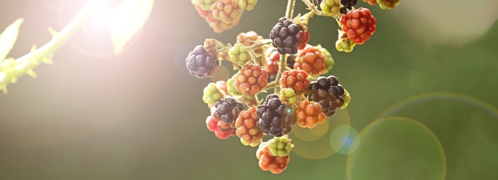 Image of Branch with ripening blackberries on blurred background, closeup. Banner design