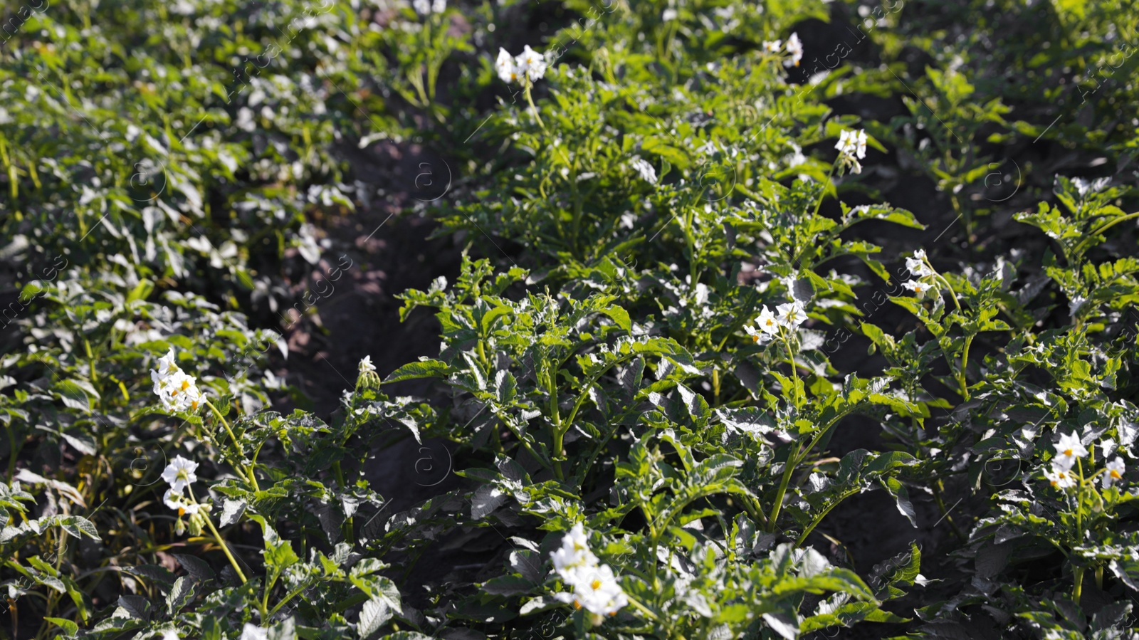 Photo of Beautiful field with blooming potato bushes on sunny day