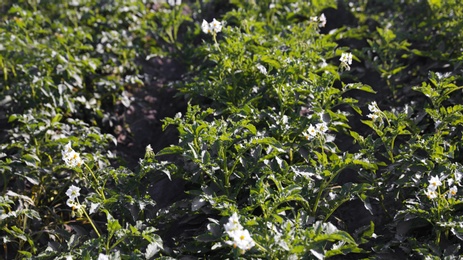 Photo of Beautiful field with blooming potato bushes on sunny day