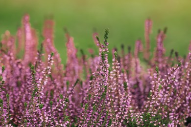 Photo of Heather shrub with beautiful flowers outdoors on spring day