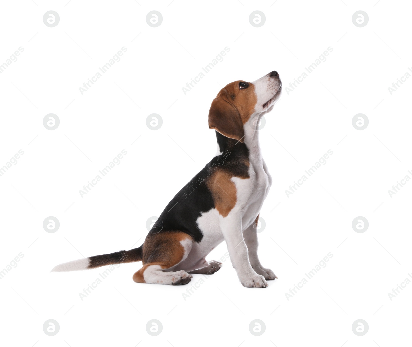 Photo of Cute Beagle puppy on white background. Adorable pet