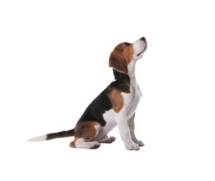 Photo of Cute Beagle puppy on white background. Adorable pet