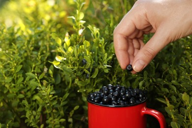 Photo of Woman picking up bilberries in forest, closeup. Space for text