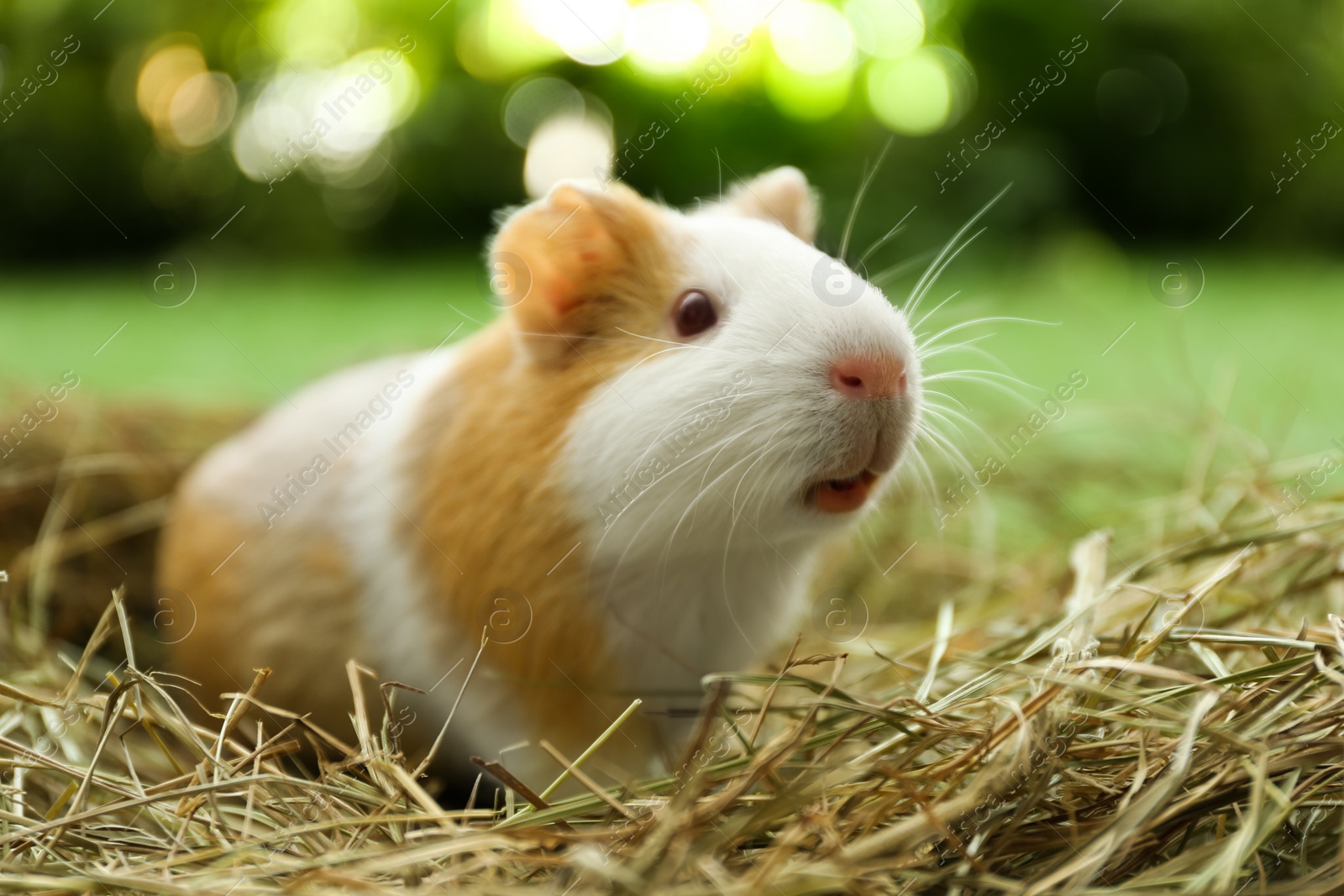 Photo of Cute funny guinea pig and hay outdoors, closeup