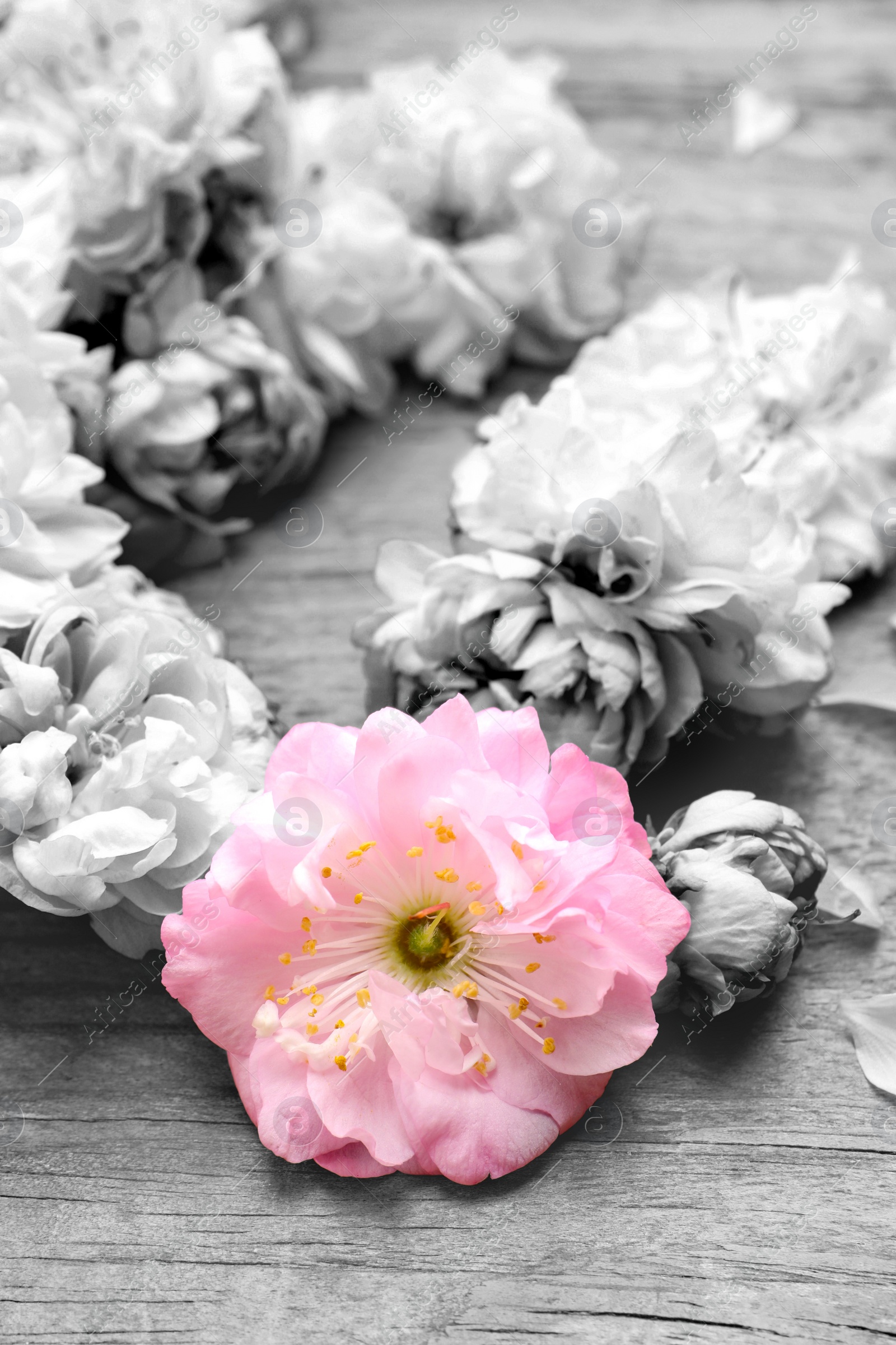 Image of Beautiful sakura tree blossoms on wooden background, closeup. Black and white tone with selective color effect