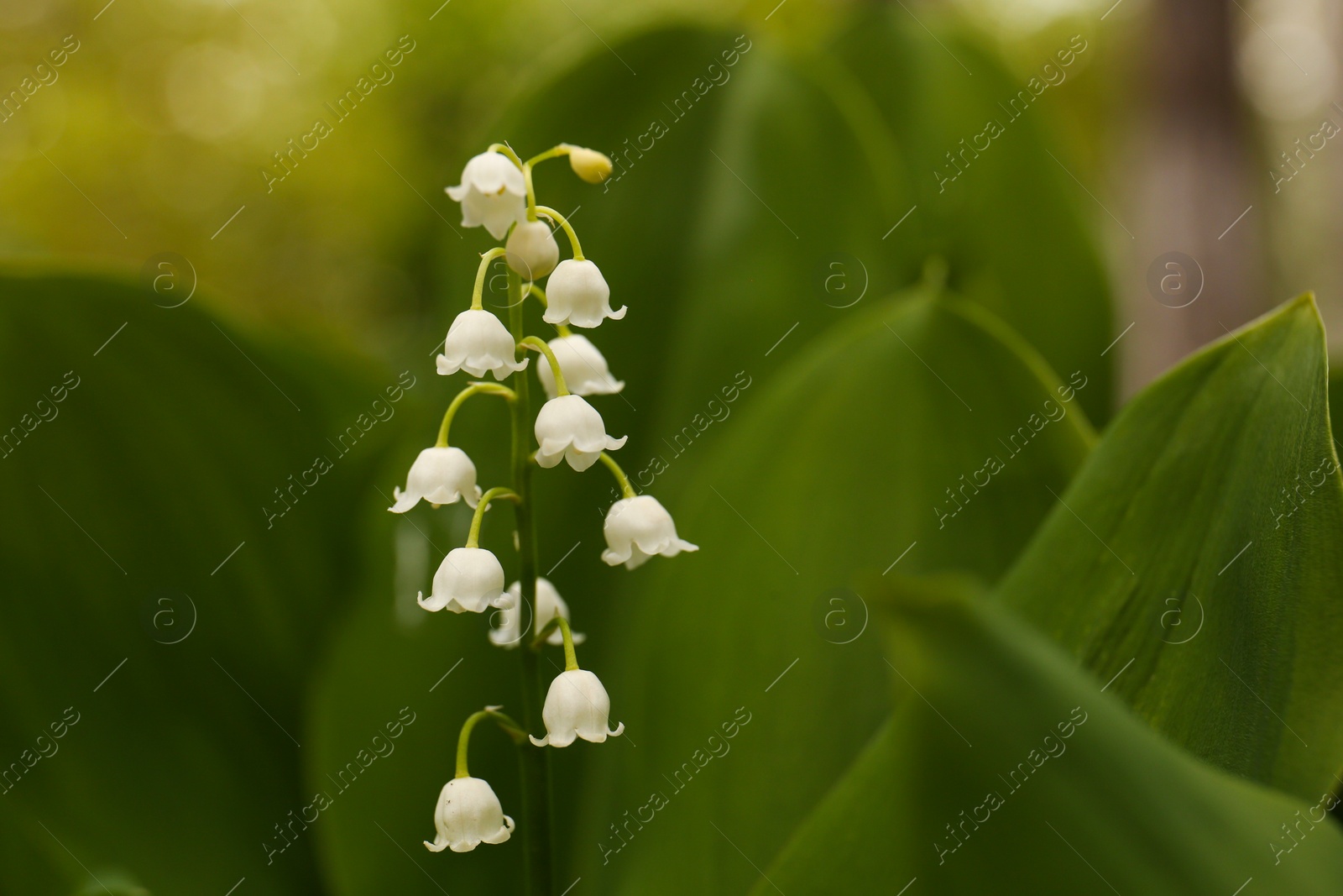 Photo of Beautiful lily of the valley flower on blurred background, closeup. Space for text