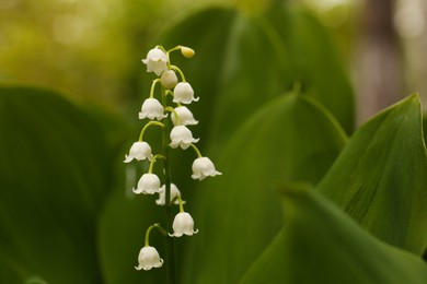 Photo of Beautiful lily of the valley flower on blurred background, closeup. Space for text