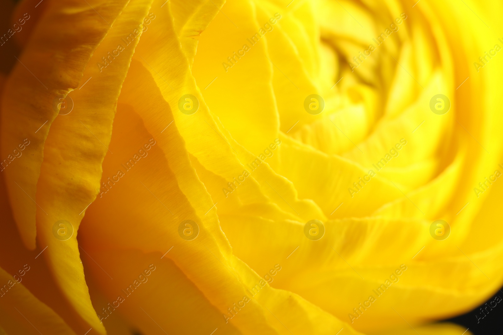 Photo of Closeup view of beautiful blooming ranunculus flower as background. Floral decor